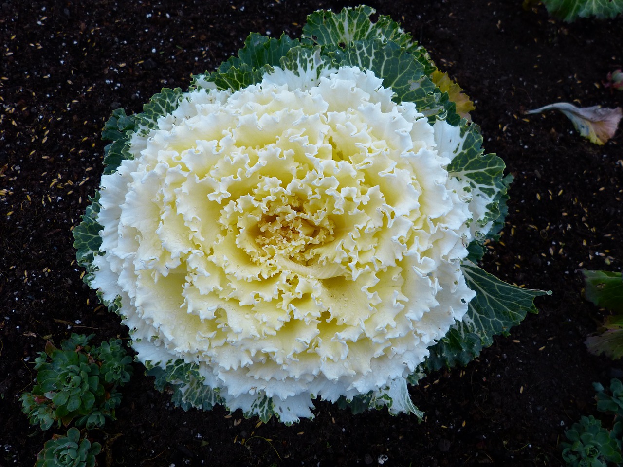 cabbage  flower  vegetables free photo