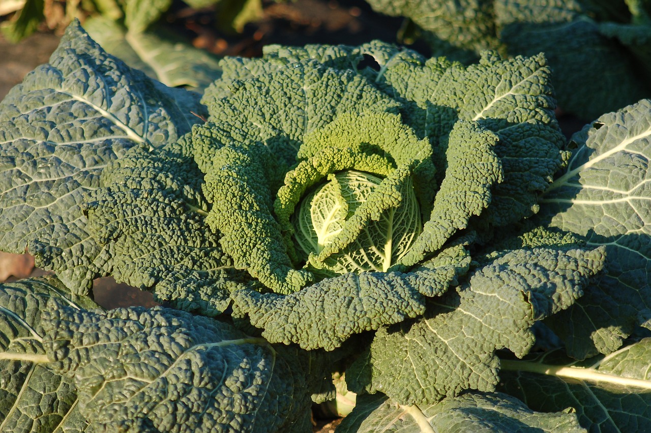 cabbage  garden  winter free photo