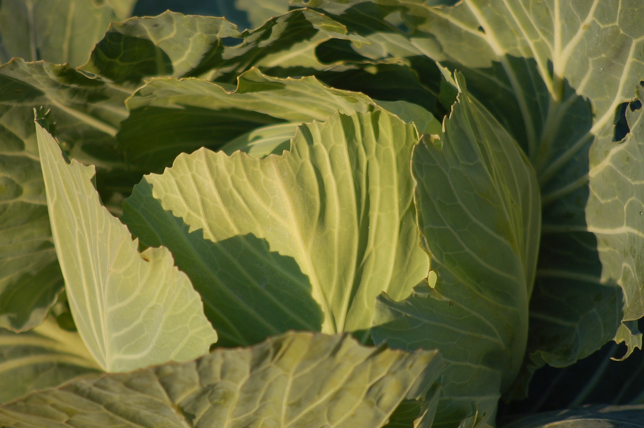 cabbage  garden  winter free photo