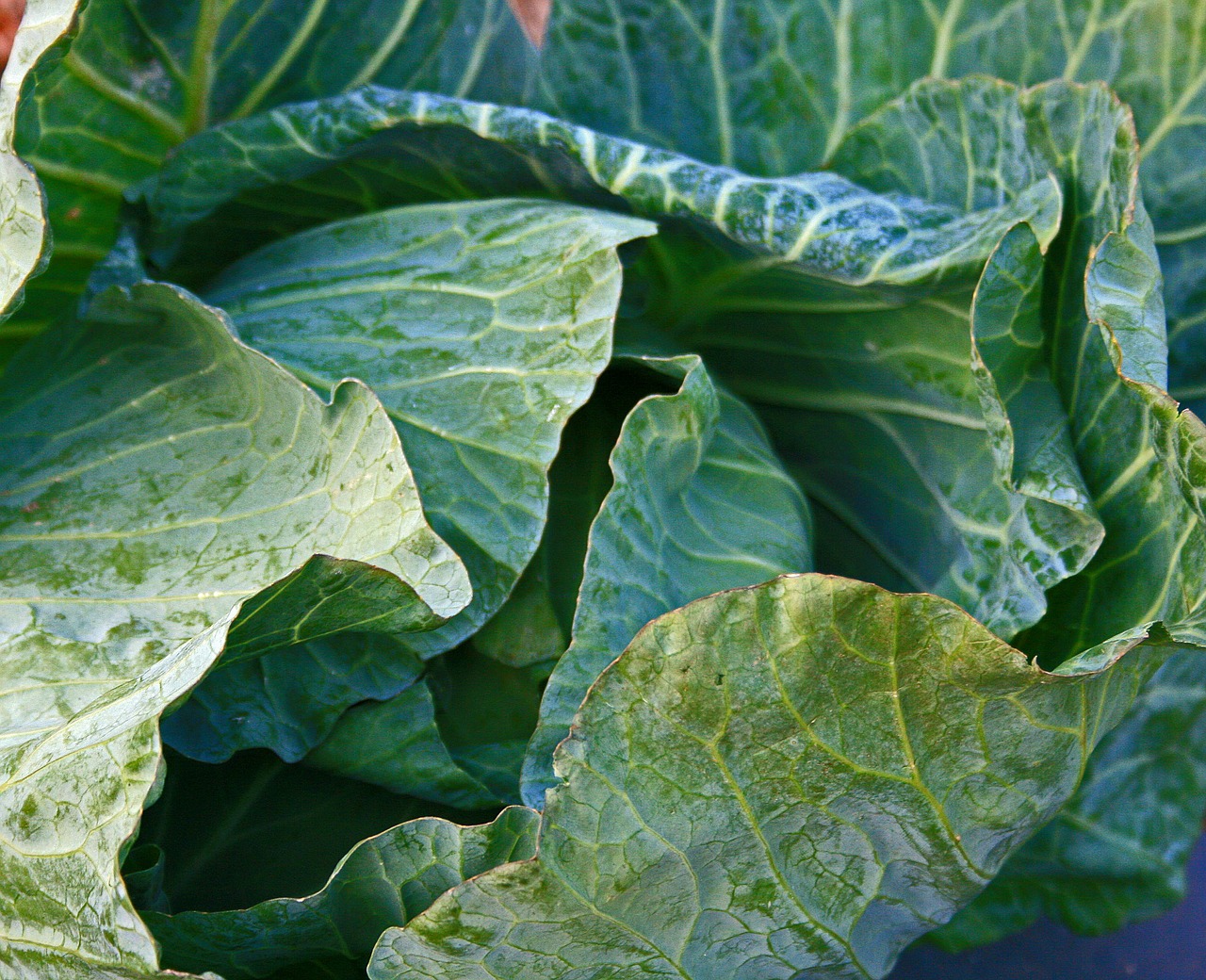 cabbage head vegetable free photo