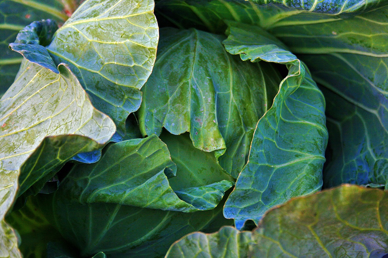cabbage head vegetable free photo