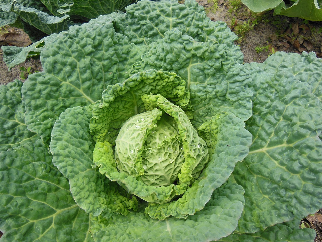 cabbage green vegetable free photo