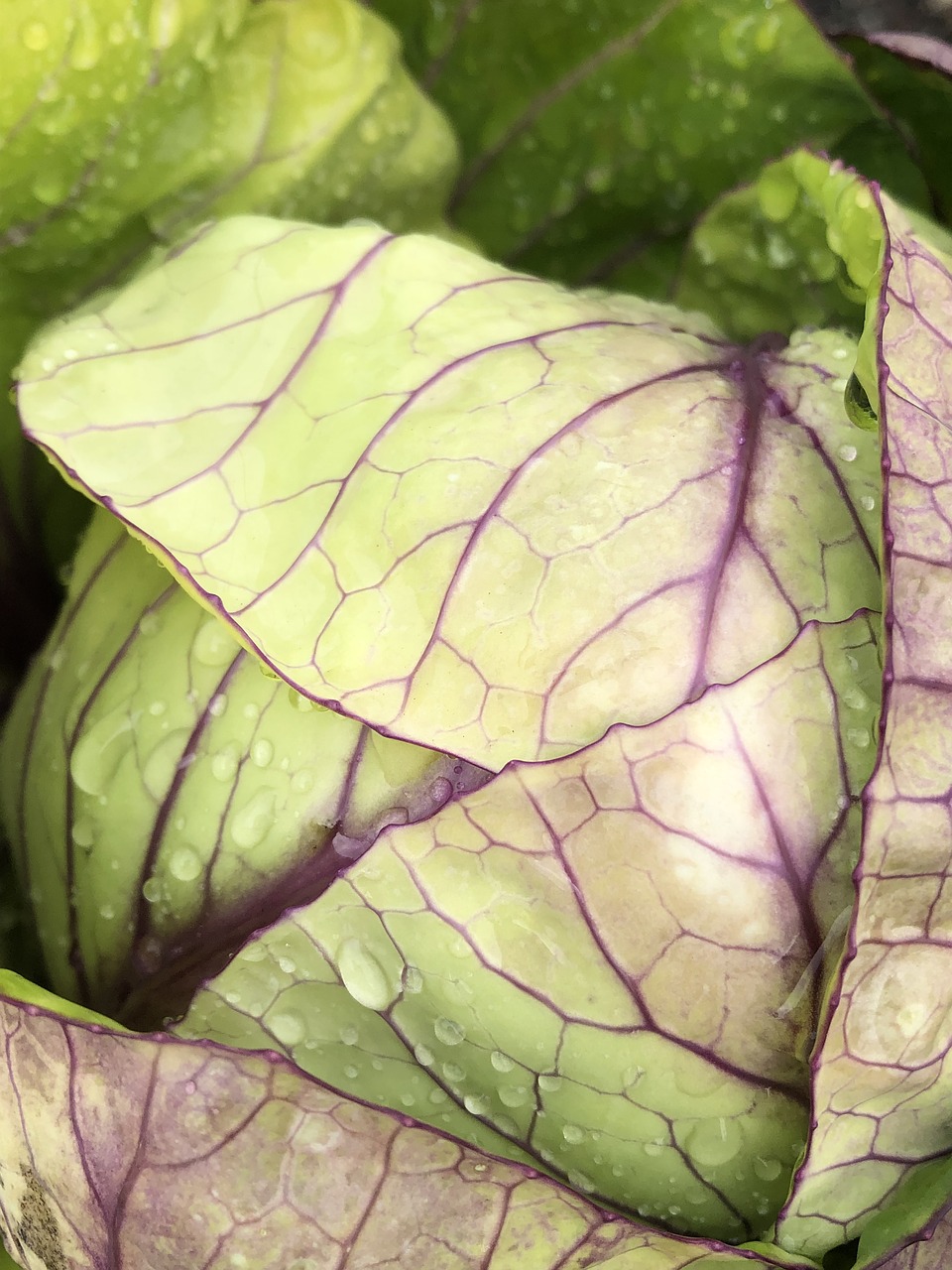 cabbage  raindrops  vegetable free photo