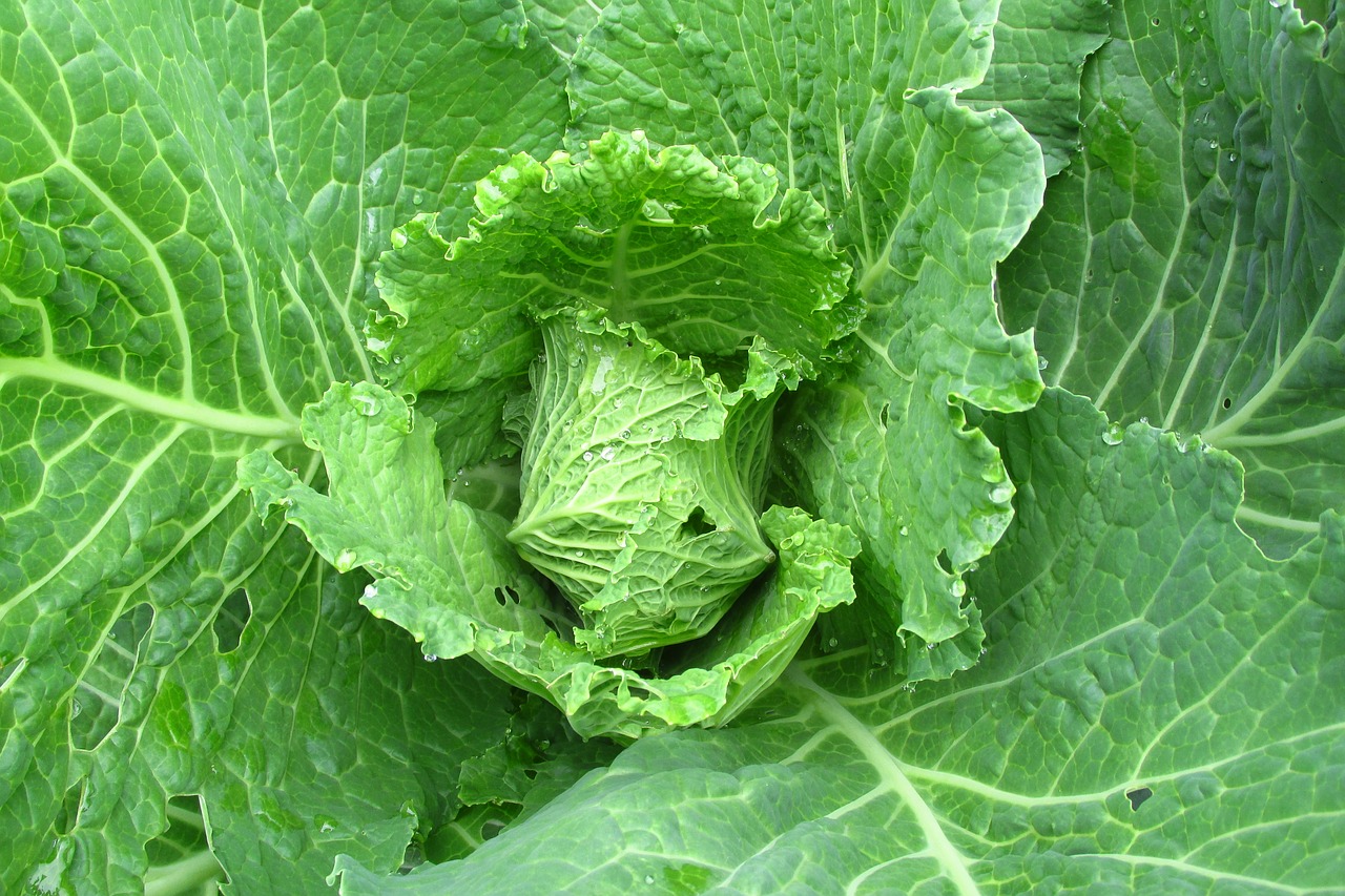 cabbage  foliage  green free photo