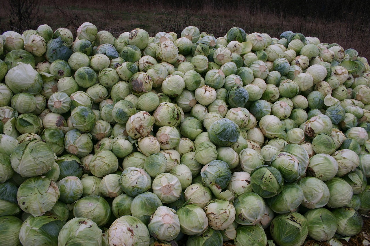 cabbage  vegetables  food free photo