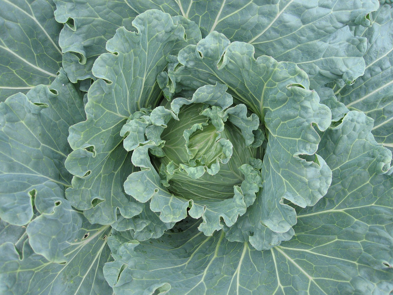 cabbage brassica vegetable free photo