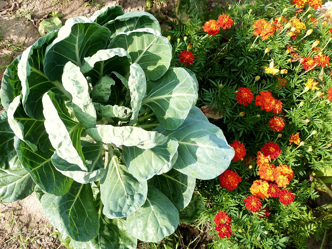 cabbage garden floral free photo