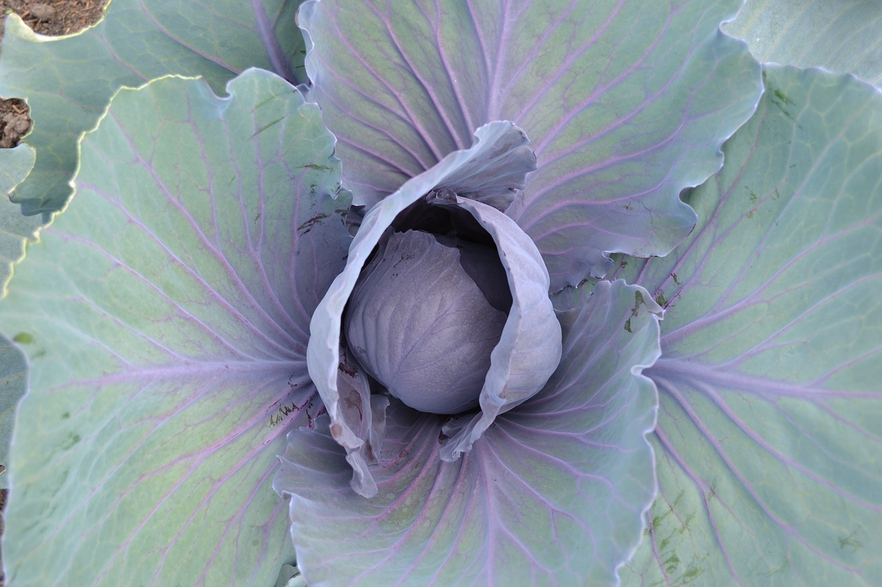 cabbage horticulture kitchen garden free photo