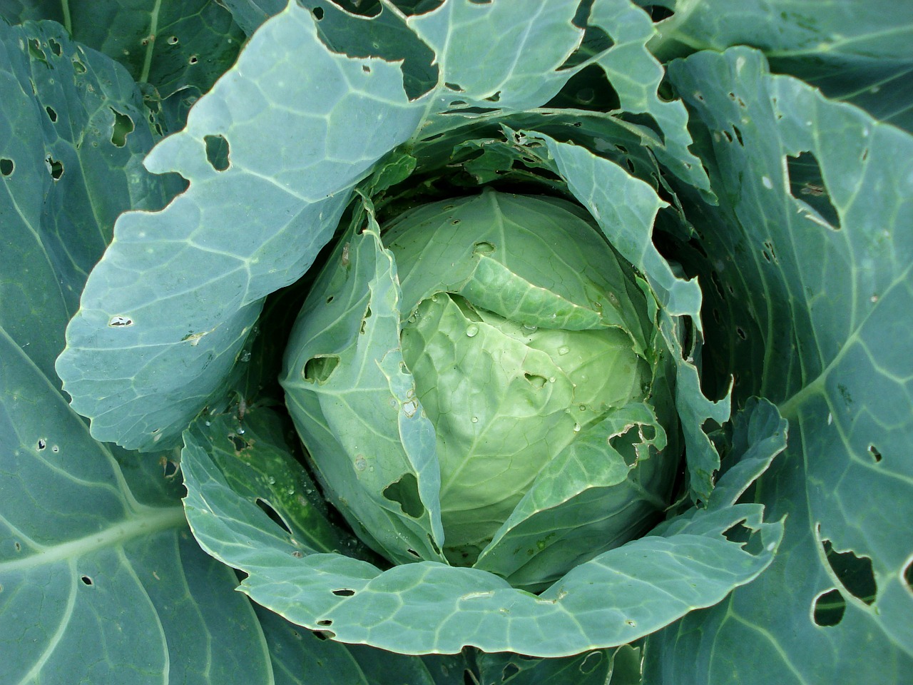 cabbage sprouts cabbage plants free photo