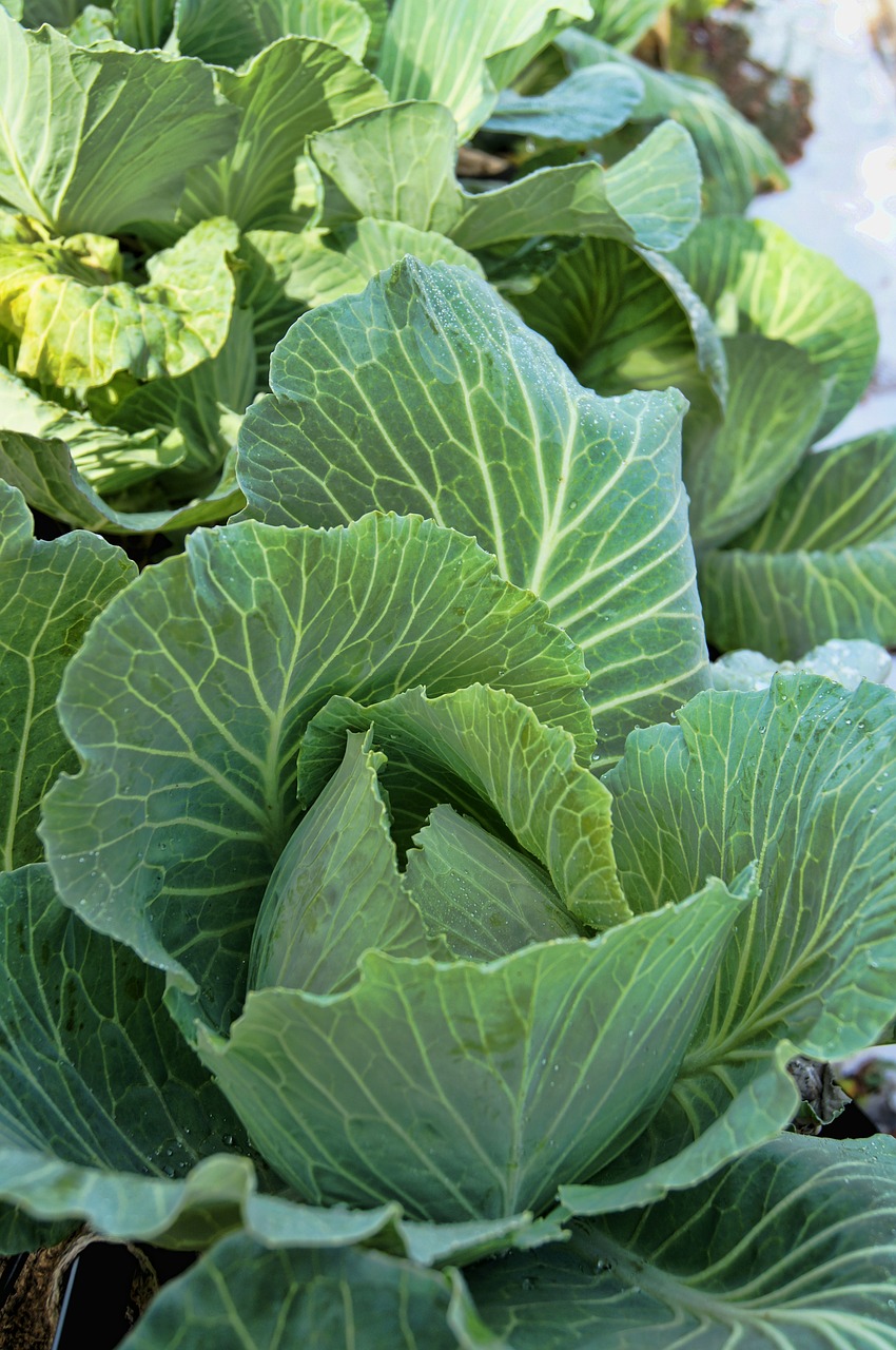 cabbage garden green free photo