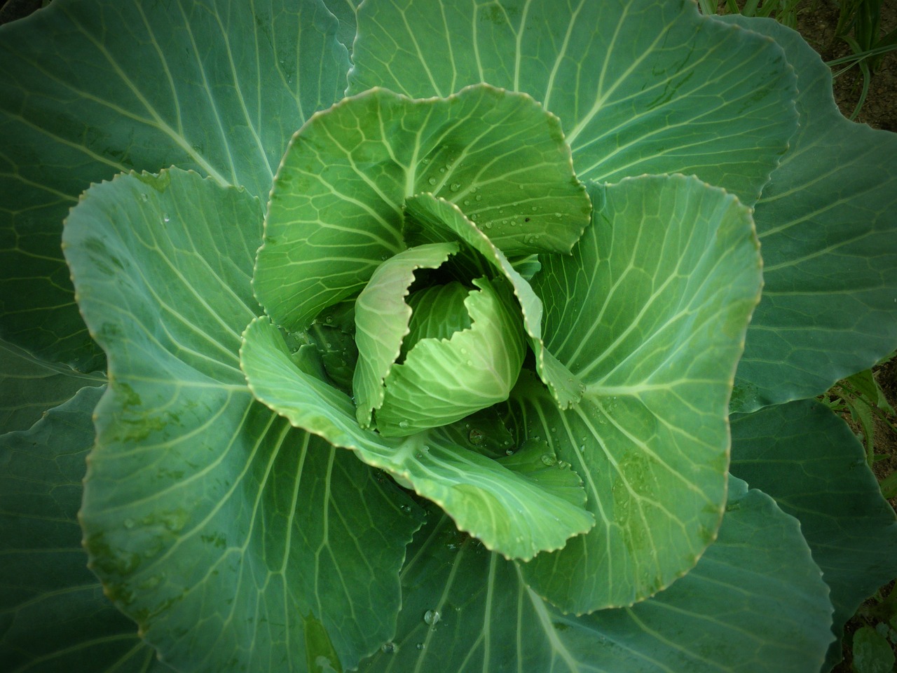 cabbage garden green free photo
