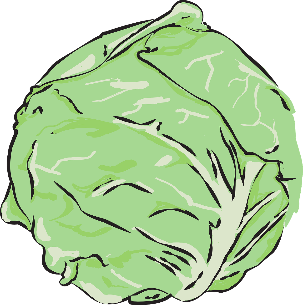 cabbage vegetables clean free photo