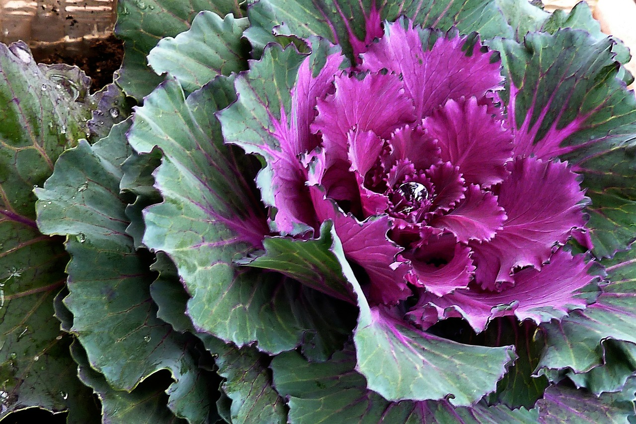 cabbage decoration plants free photo