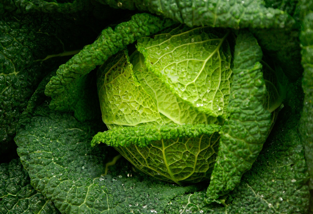 cabbage green vegetable freshness free photo