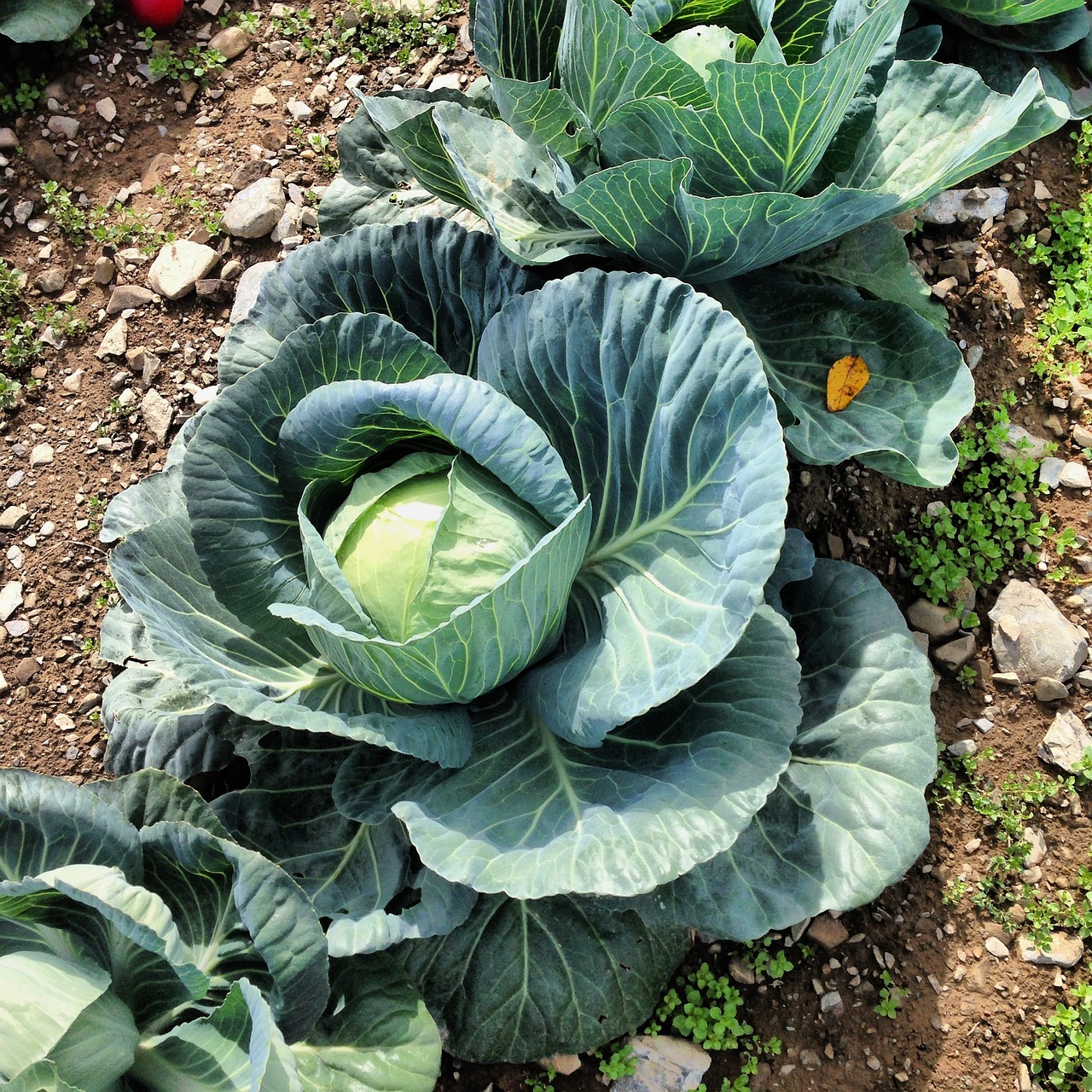 cabbage plant agriculture free photo
