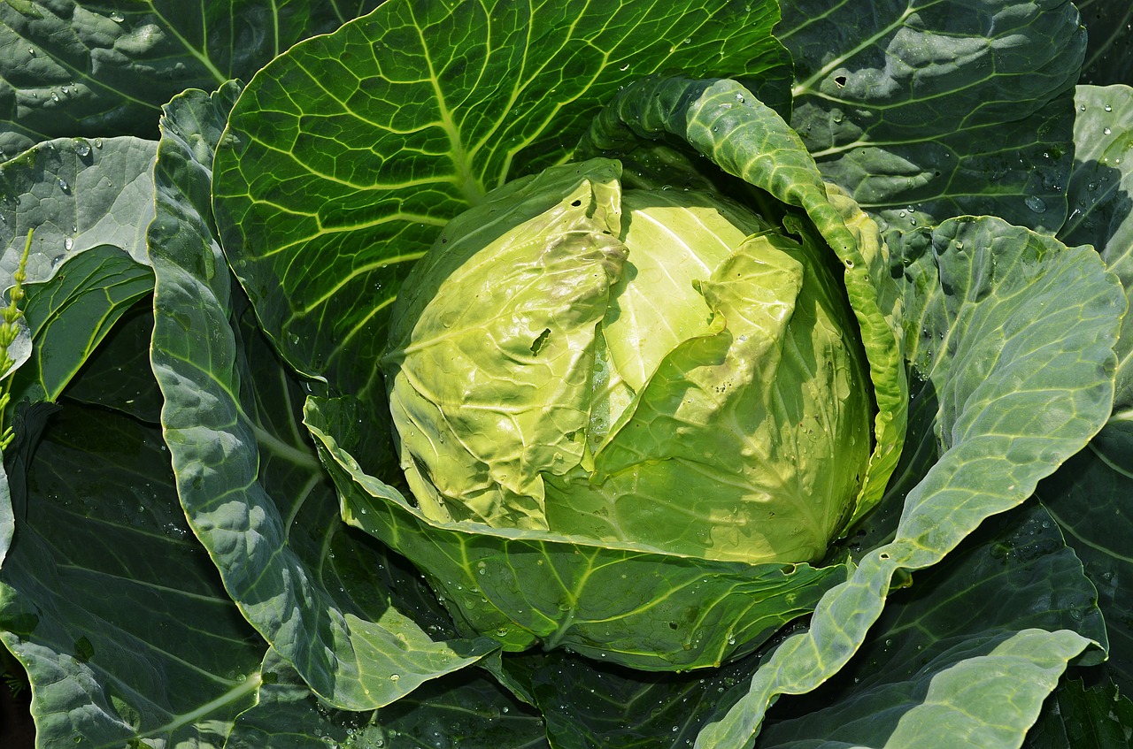 cabbage a vegetable vegetables free photo