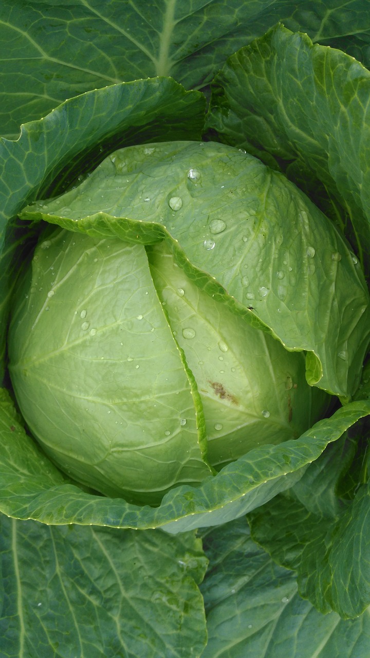 cabbage food plant free photo