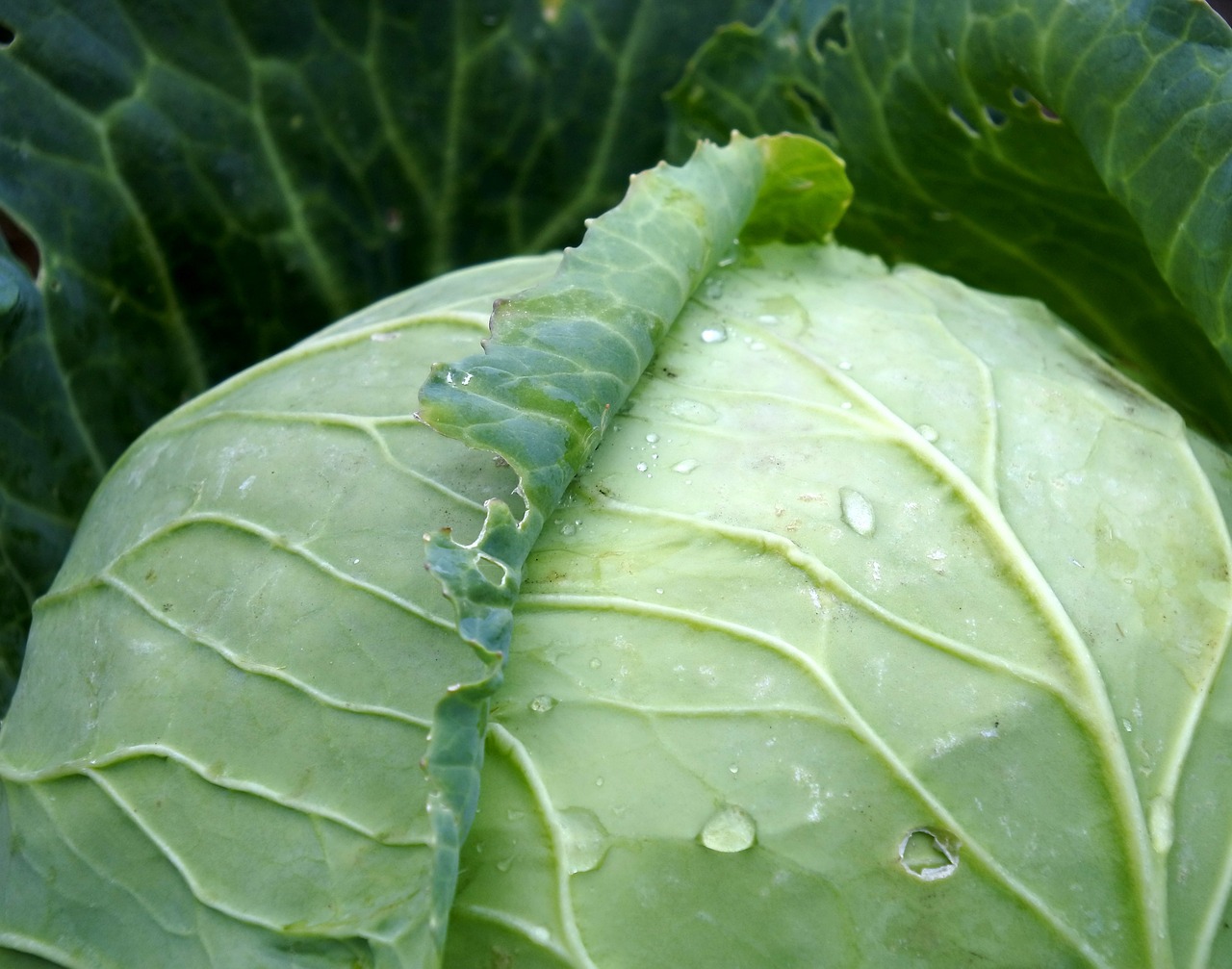 cabbage vegetable green free photo
