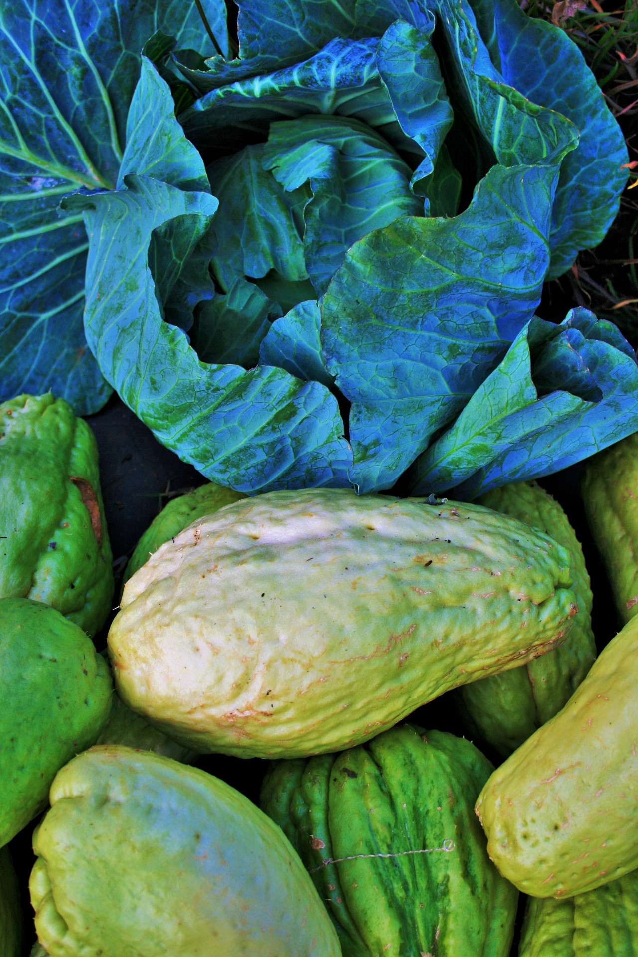 shu-shus squashes cabbage free photo