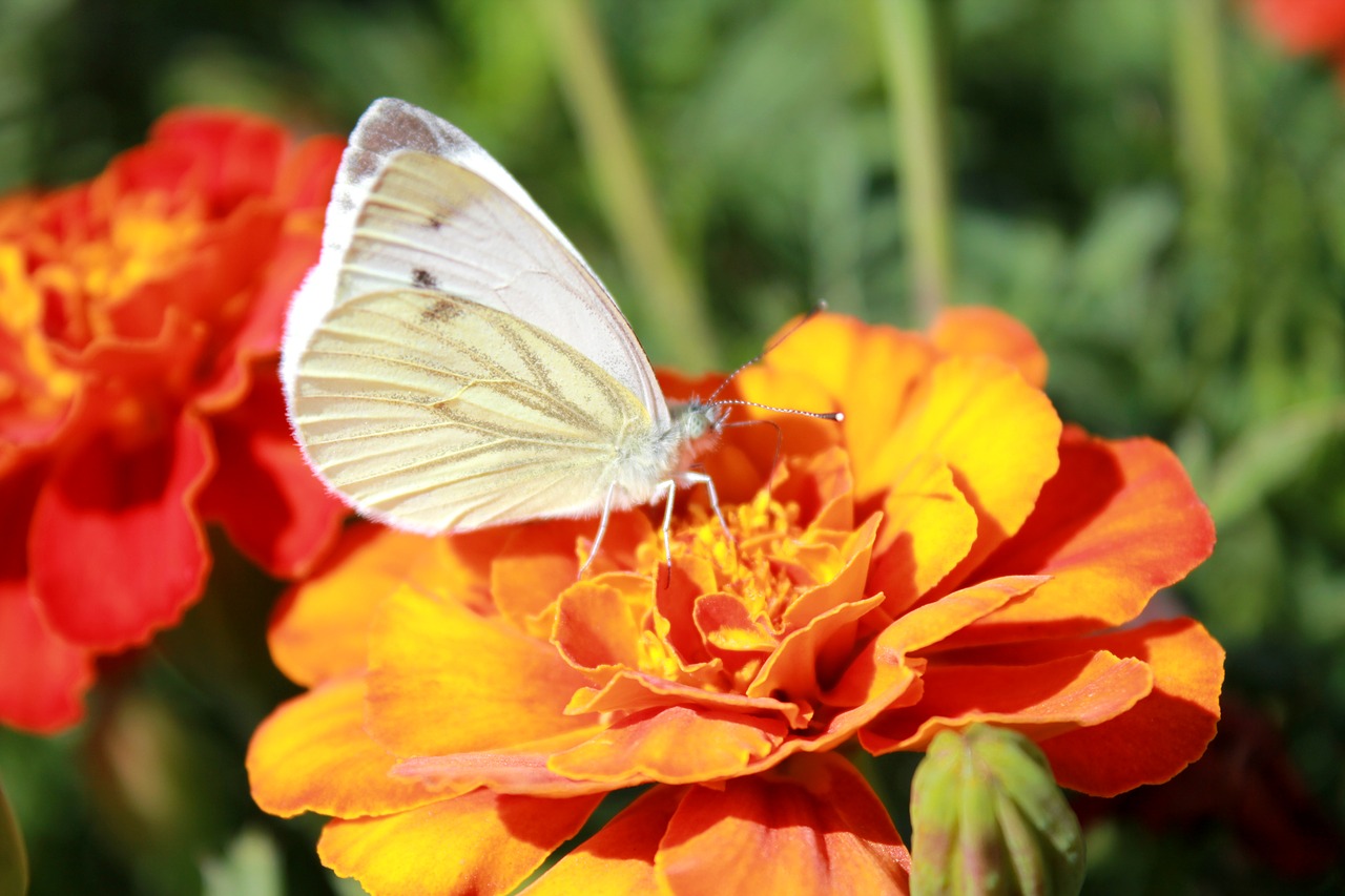 cabbage butterfly butterfly butterfly on a flower free photo