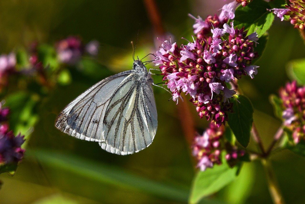 cabbage butterfly  insect  animal free photo