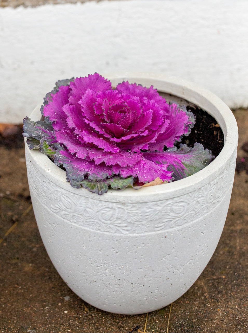 cabbage flower pot purple free photo