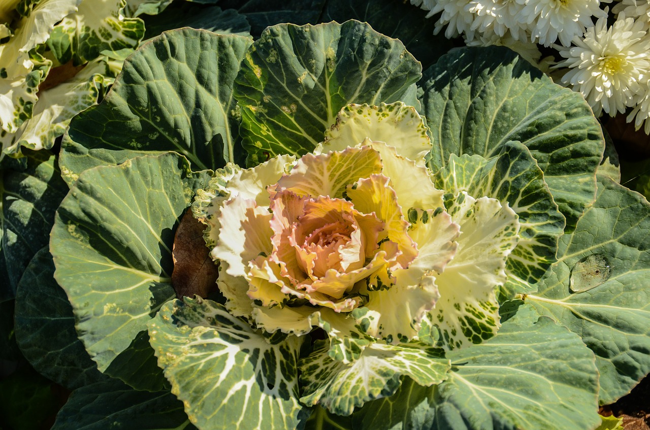 cabbage flower garden green free photo