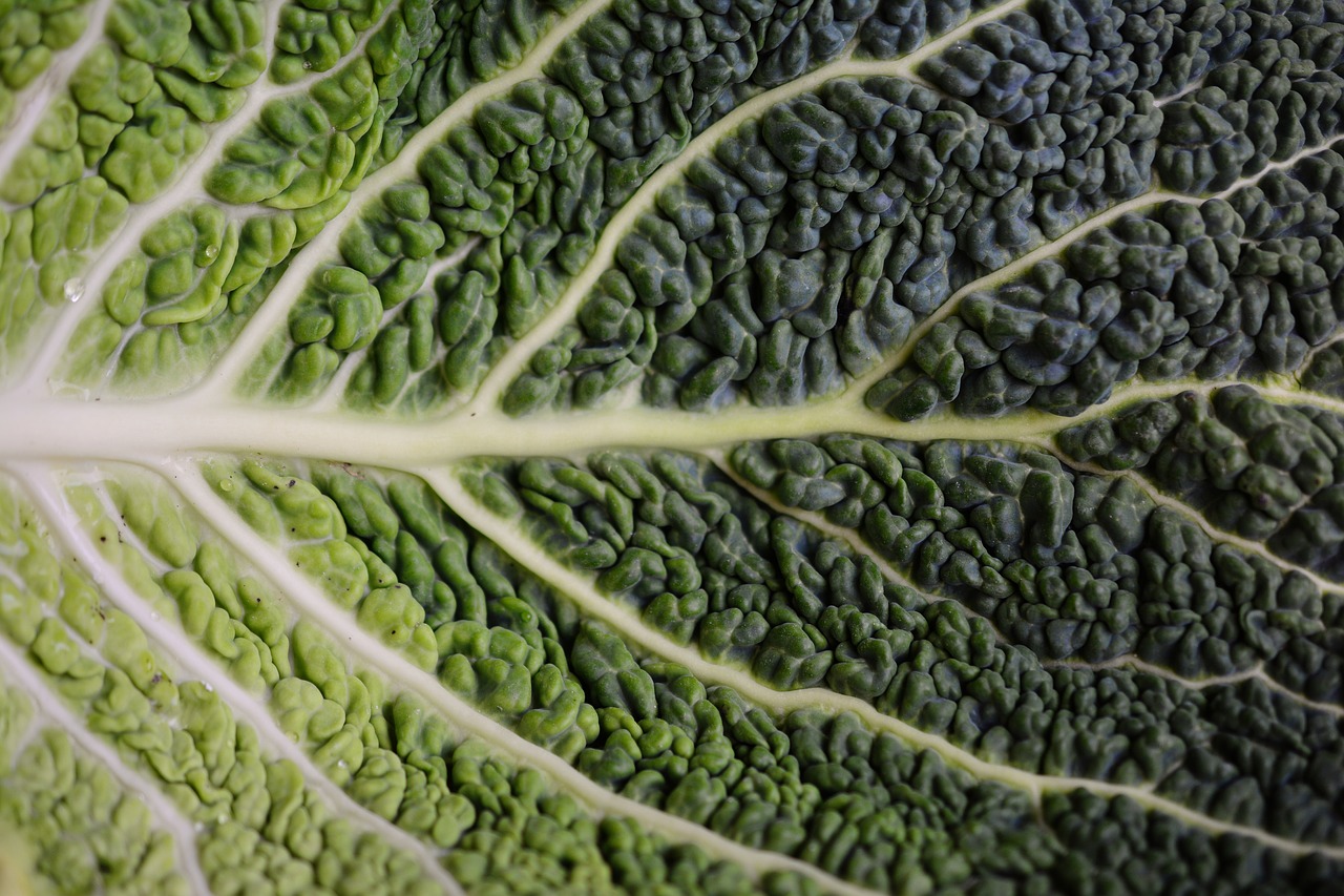 cabbage leaf savoy savoy cabbage leaf free photo