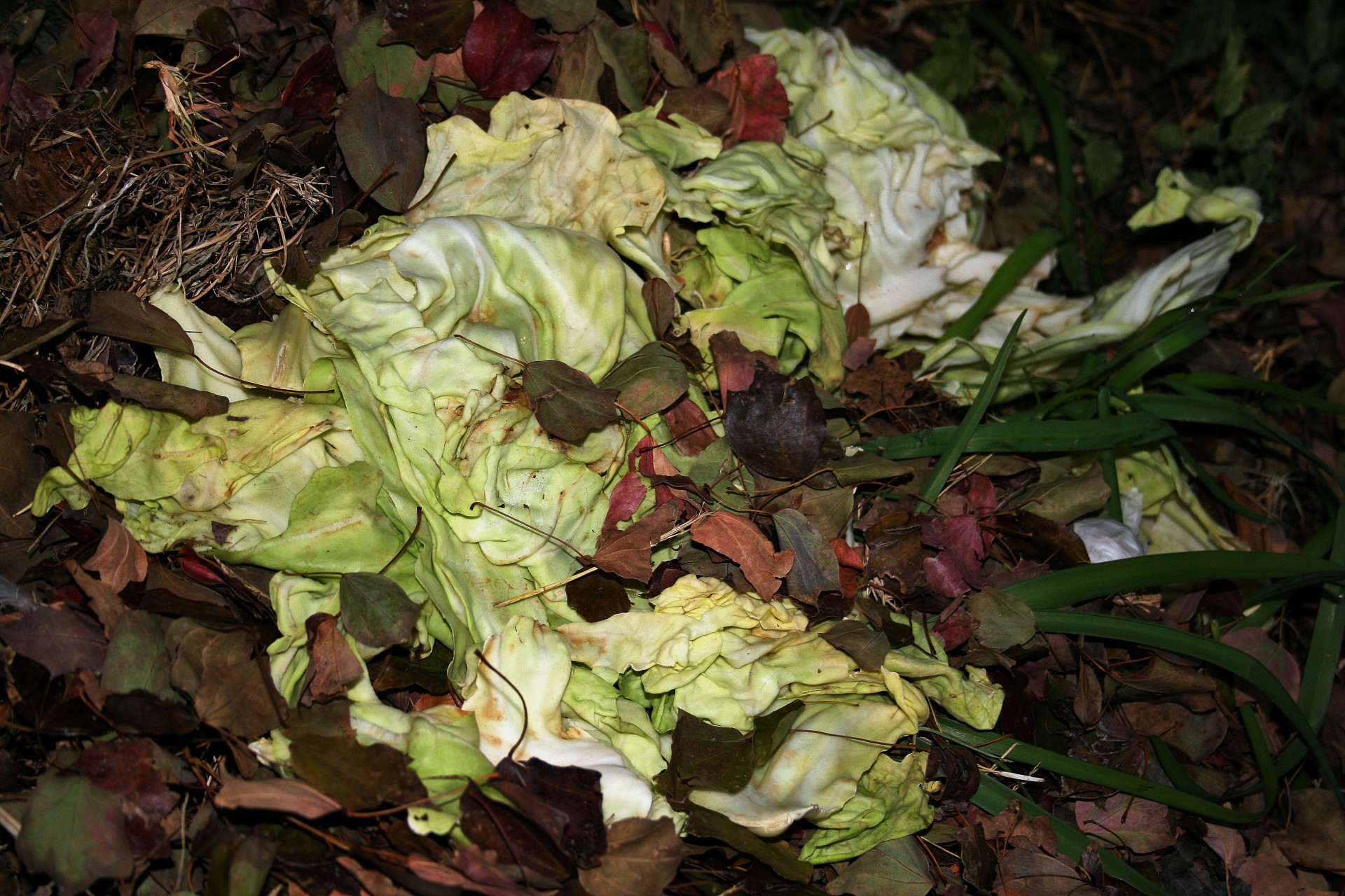 cabbage waste compost free photo