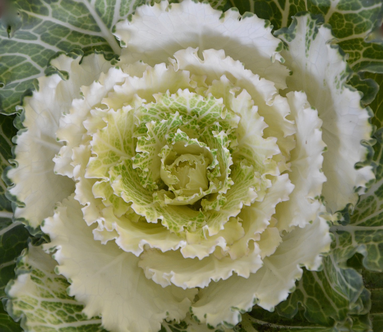 cabbage ornament decorative nature free photo