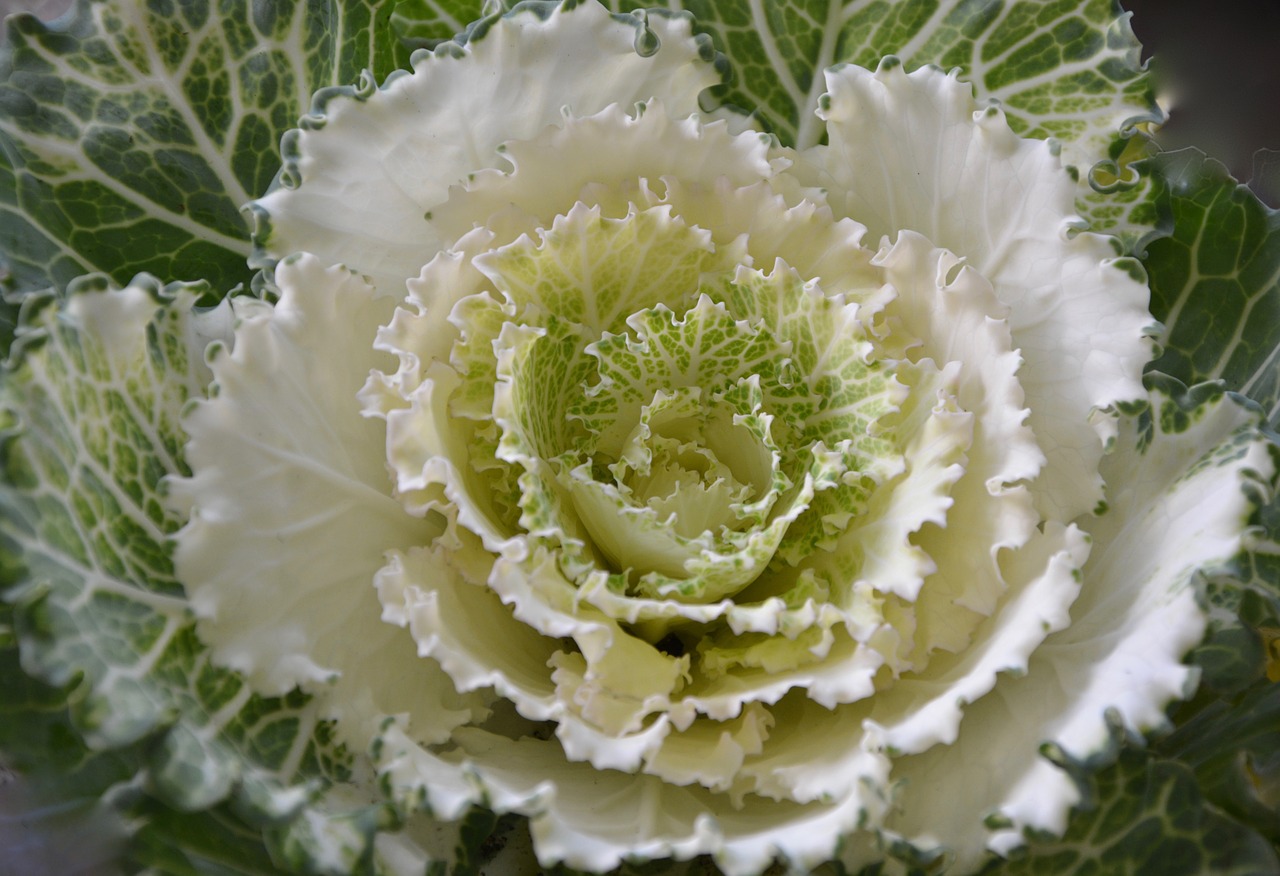 cabbage ornament decorative decoration free photo