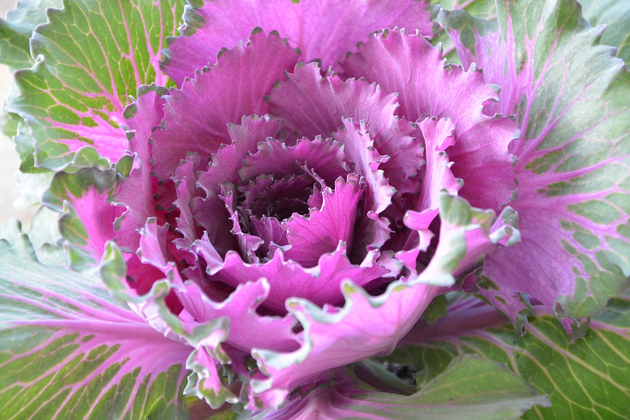 cabbage ornament offer decorative free photo
