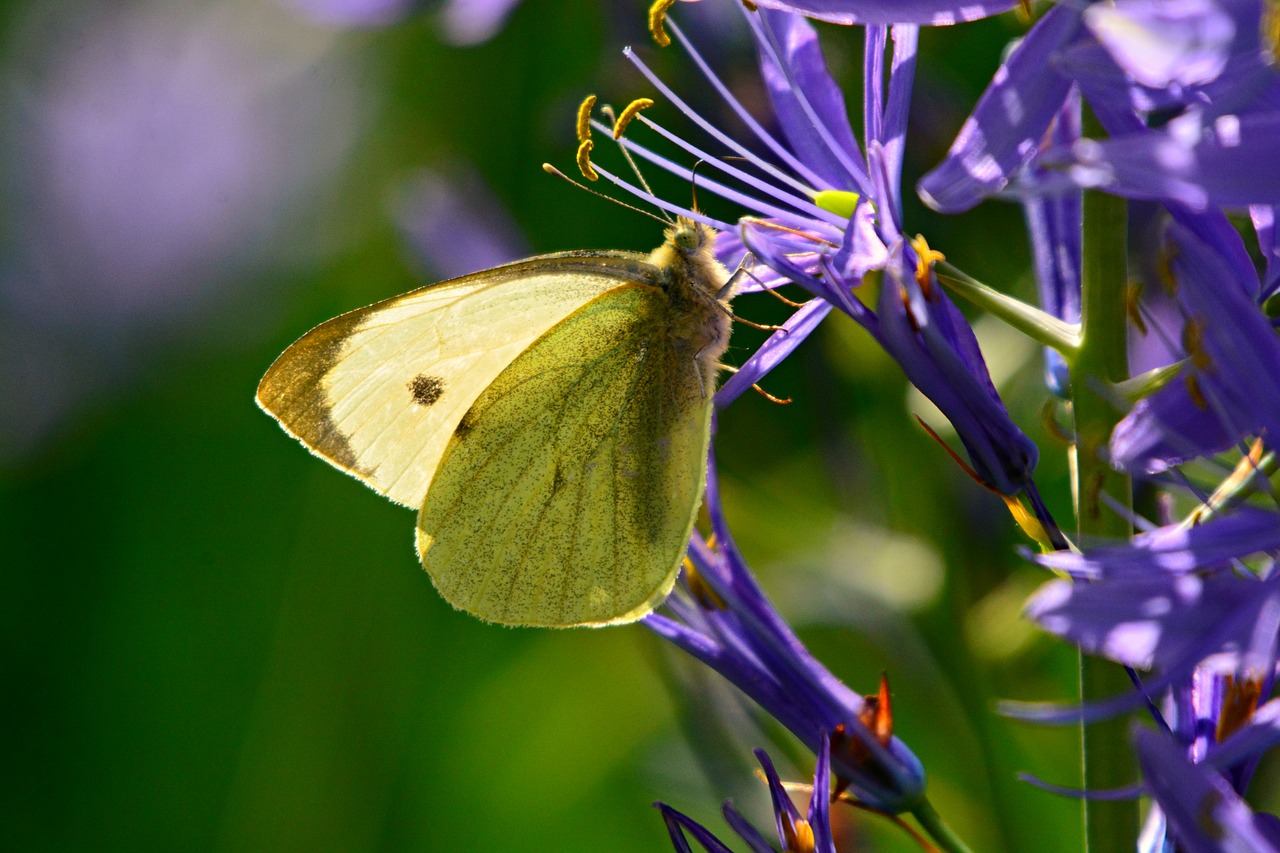 cabbage white  butterfly  insect free photo