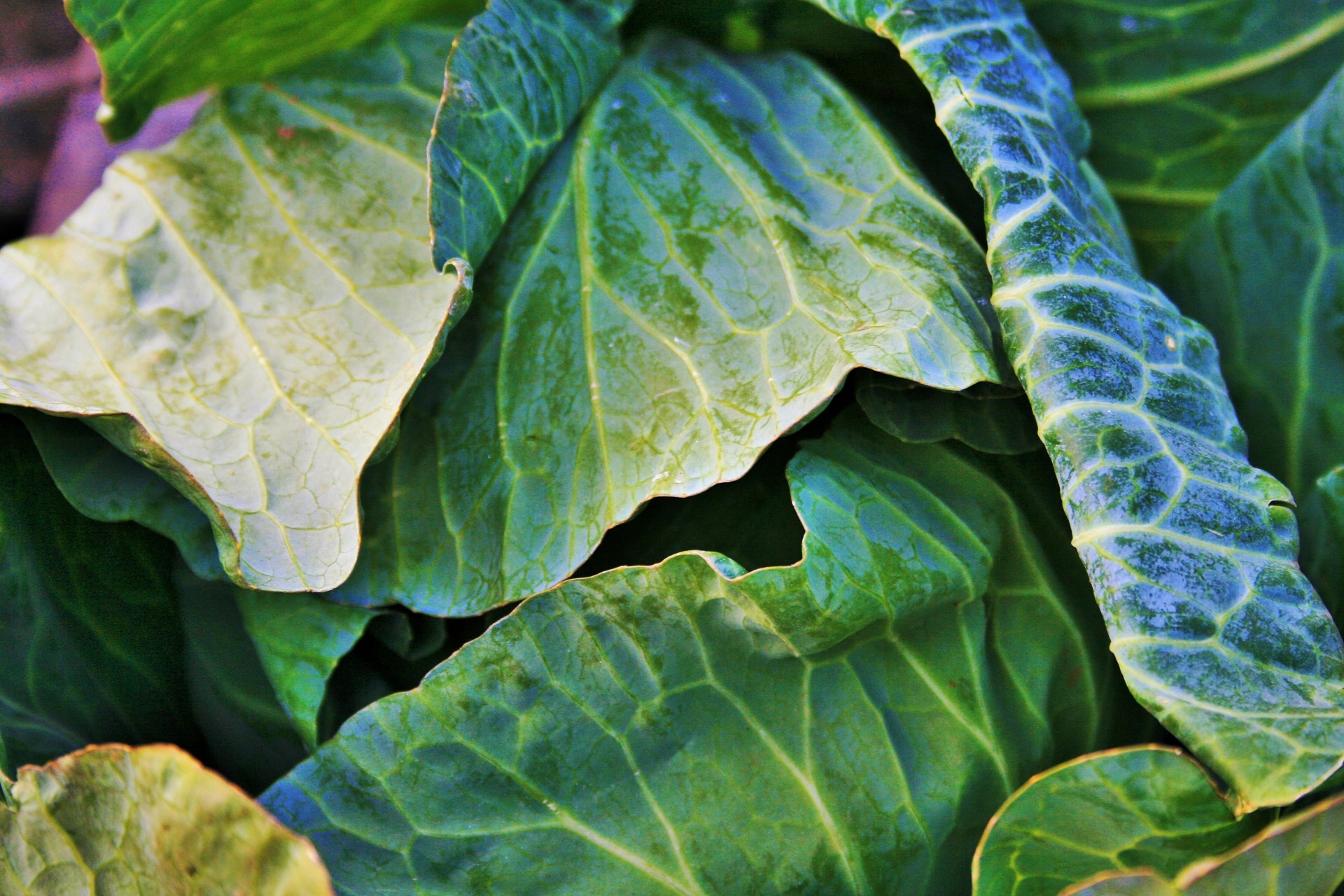 cabbage leaves coarse free photo