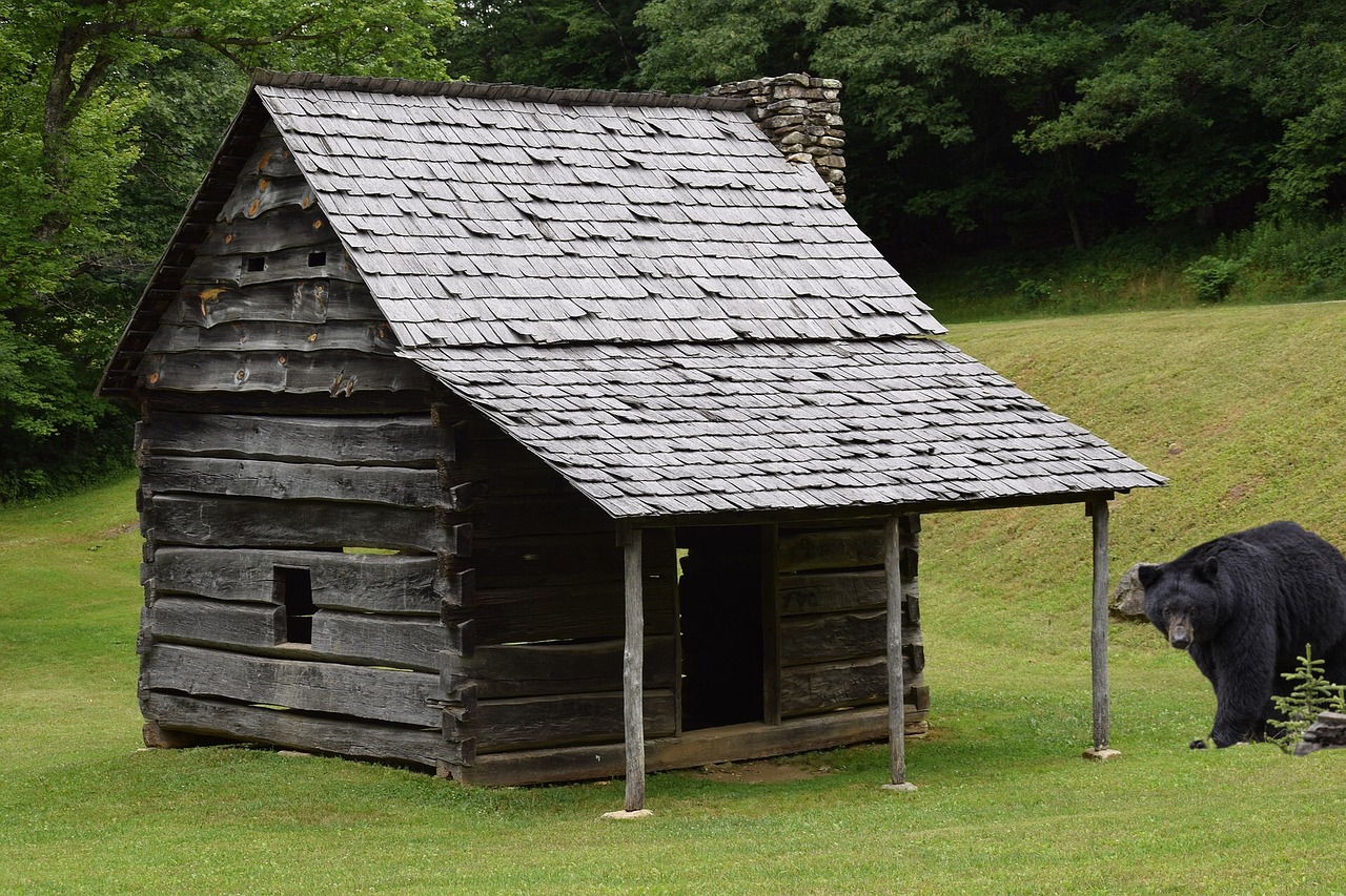 cabin  bear  animal free photo