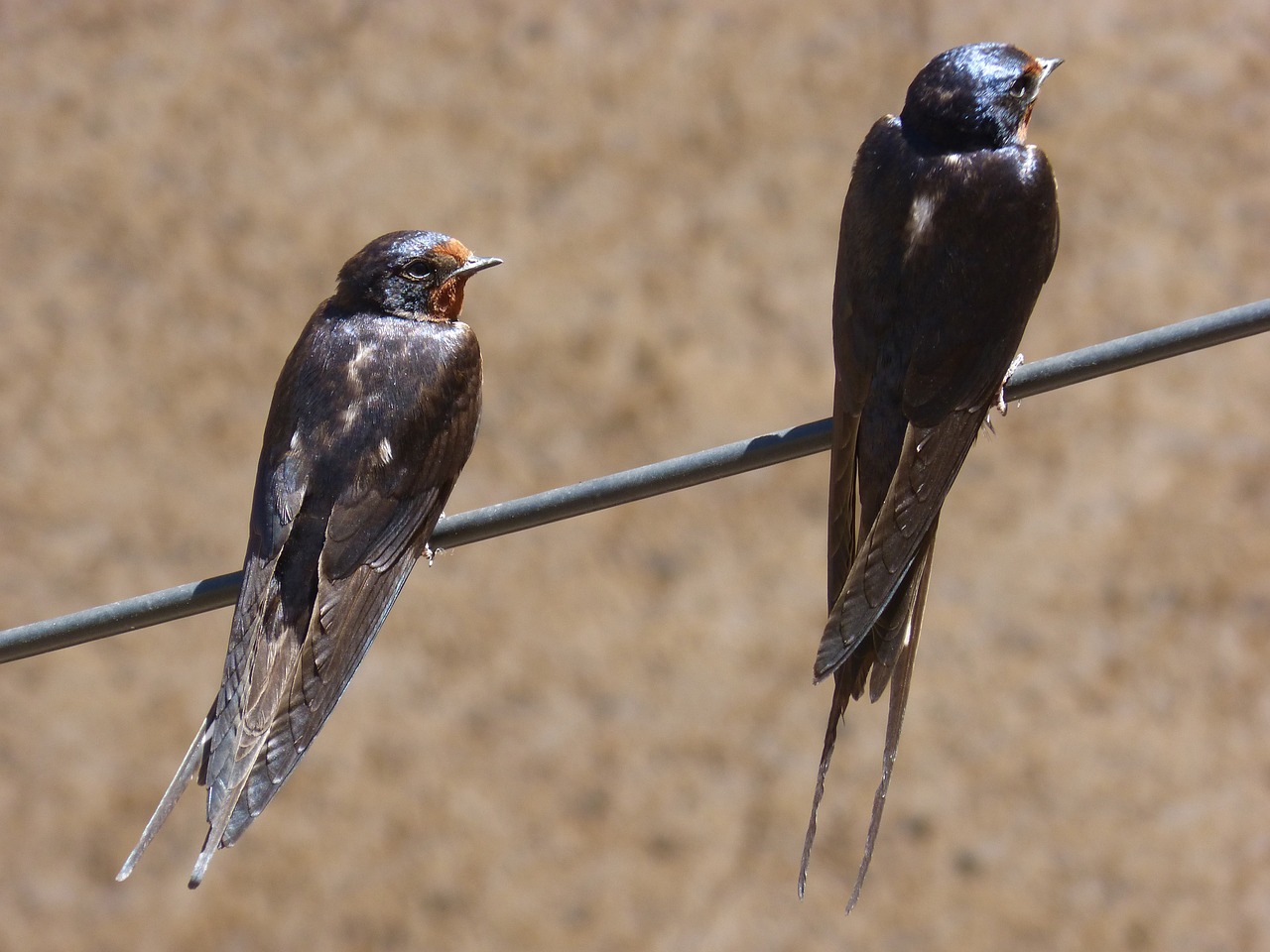 cable swallow couple free photo