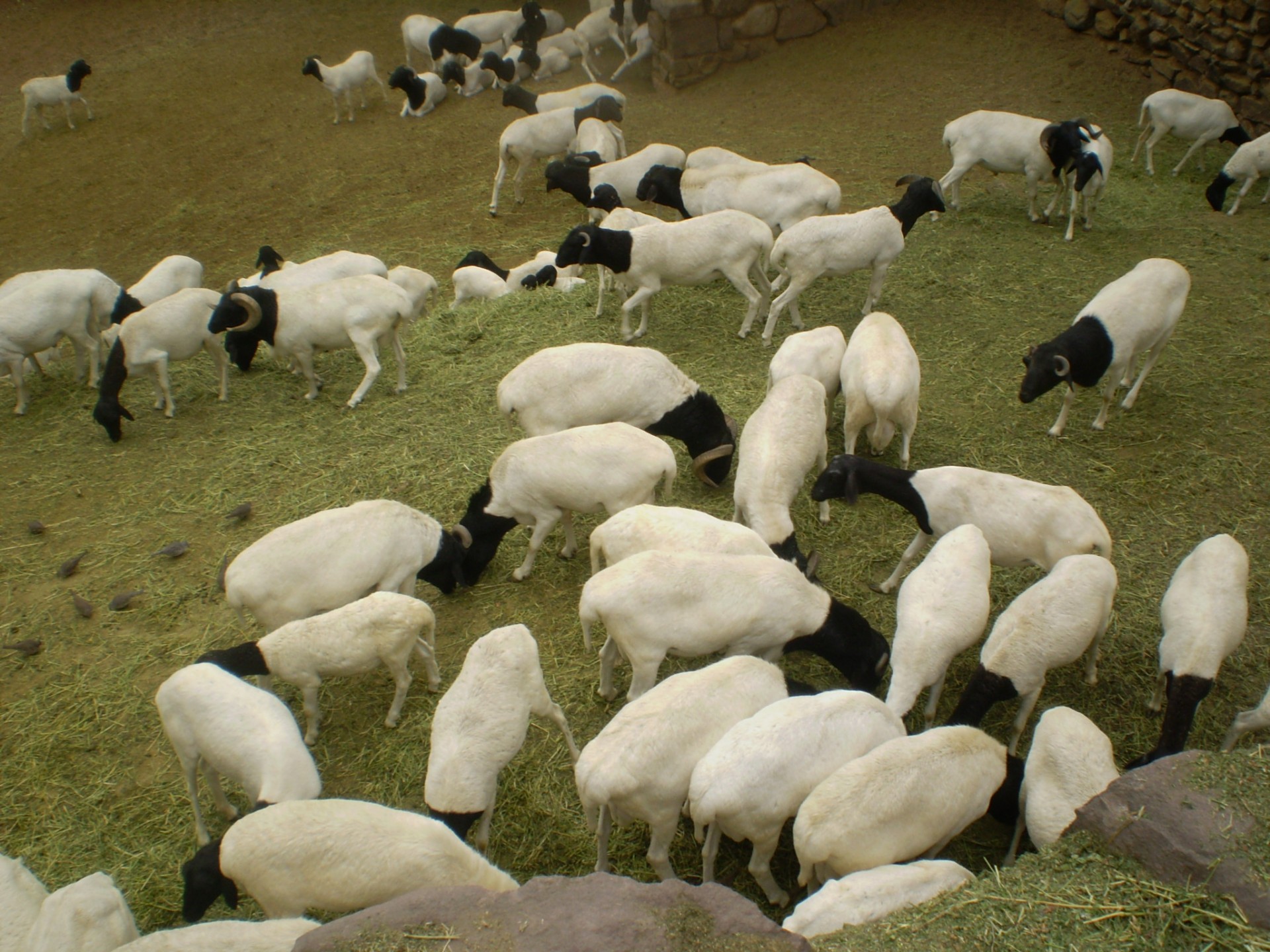 goats mendoza animal free photo