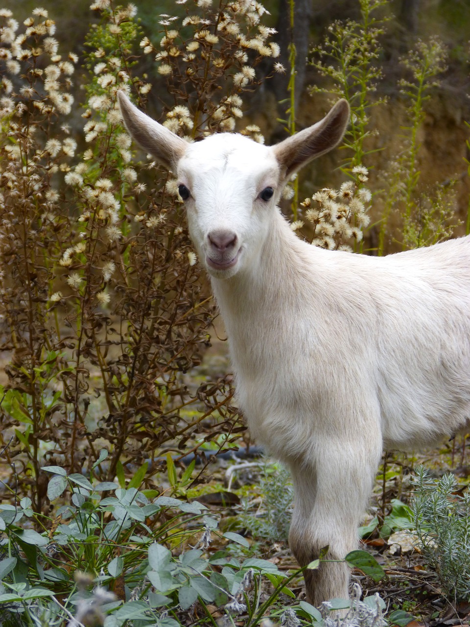 cabrita kid goat free photo