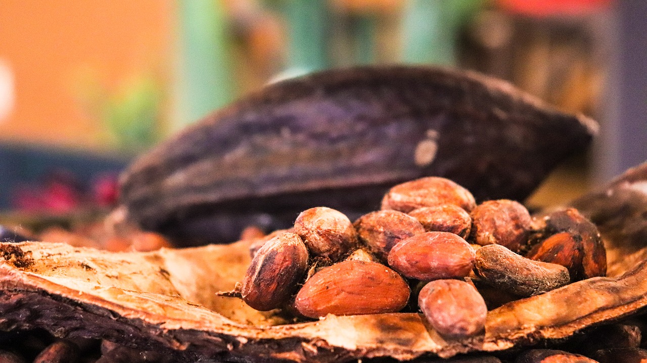 cacao  cocoa  chocolate free photo