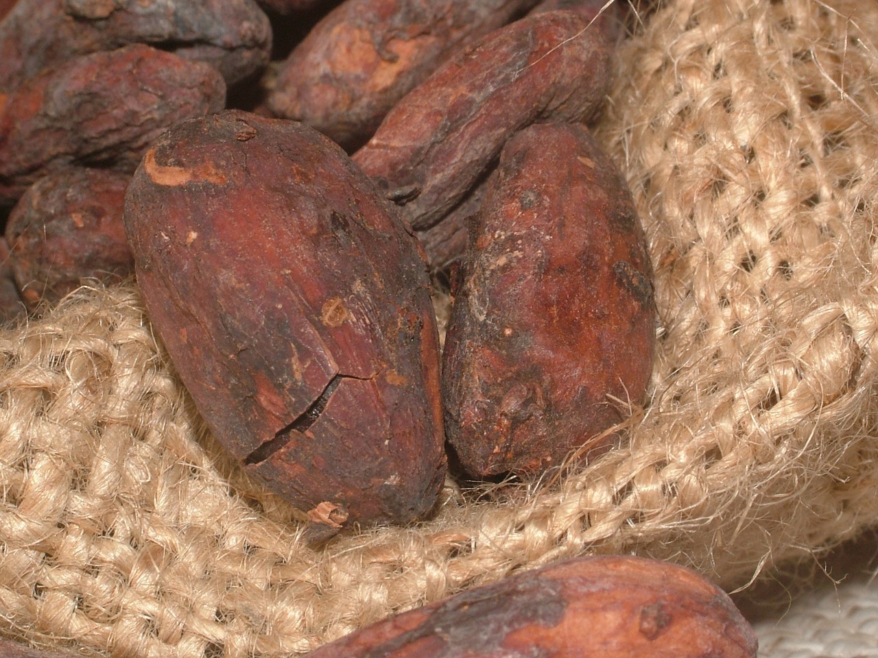 cacao beans cocoa cocoa bean free photo