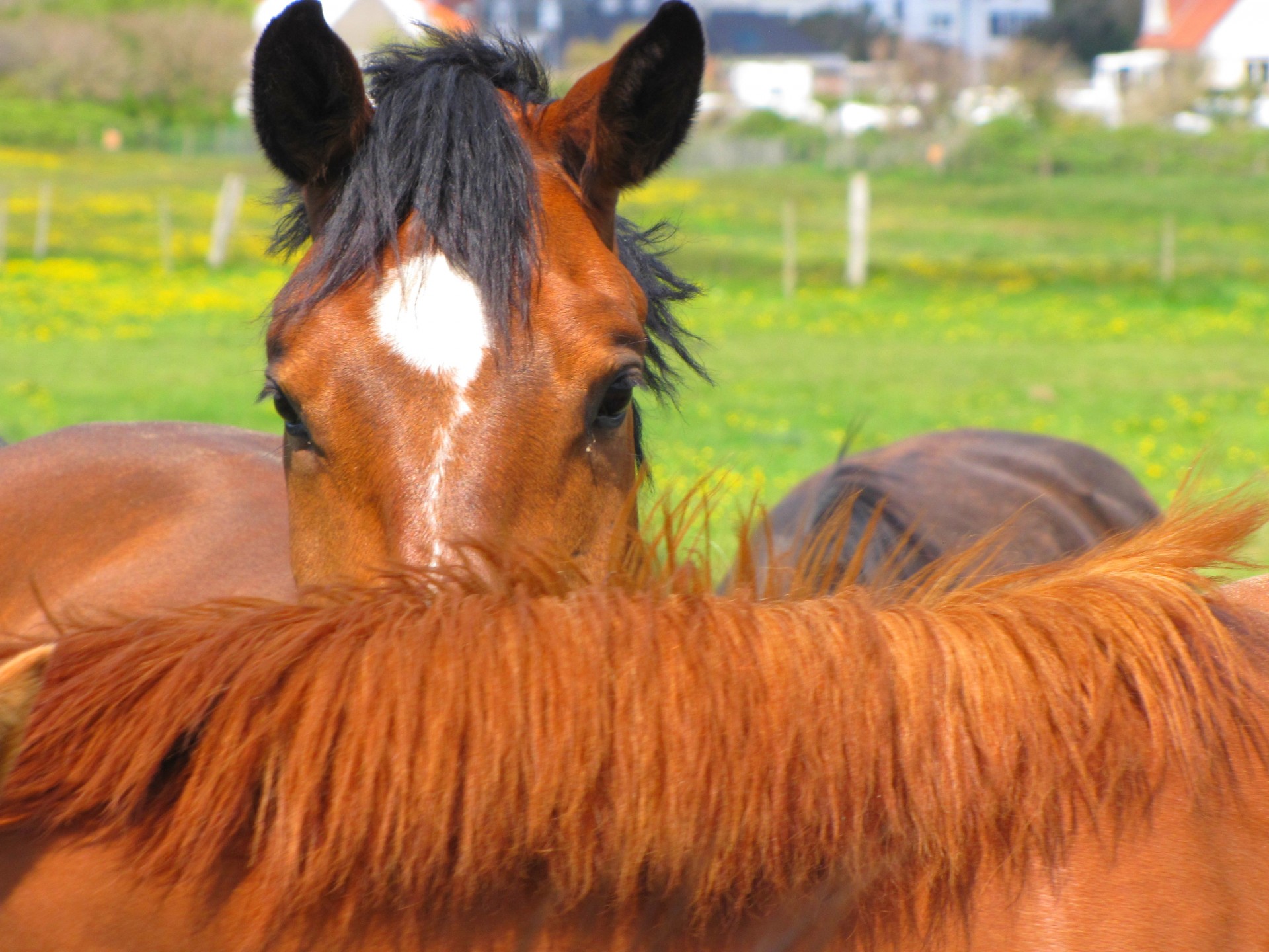 animal horse meadow free photo