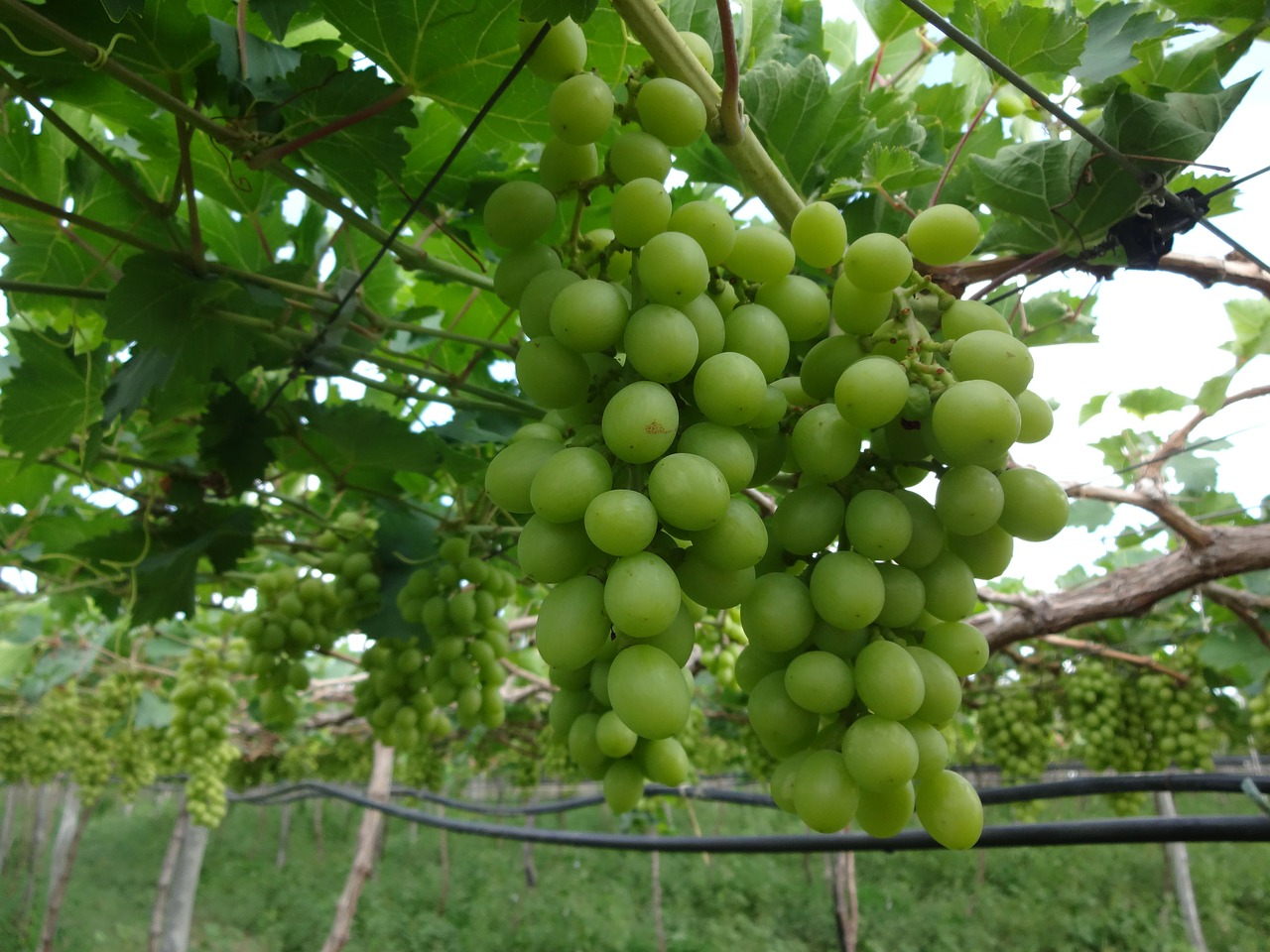 cacho grapes natural free photo