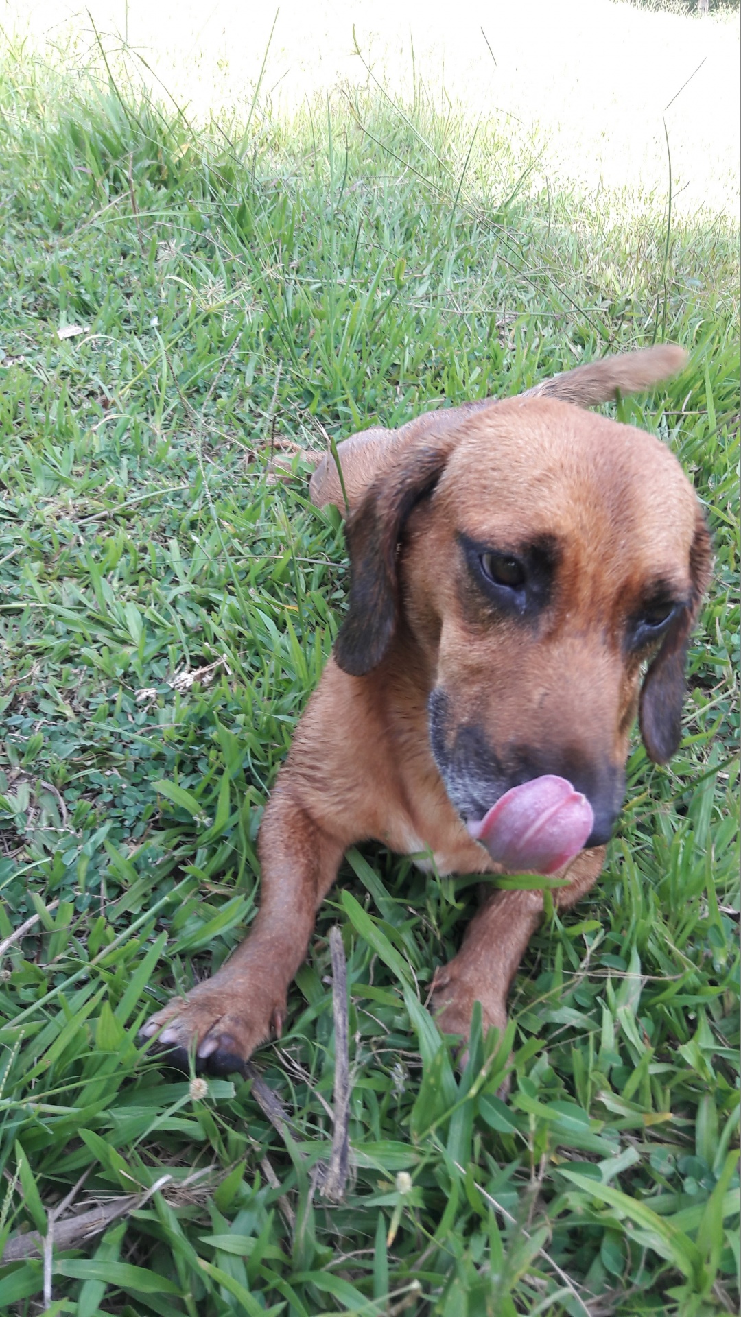 dog tongue grass free photo