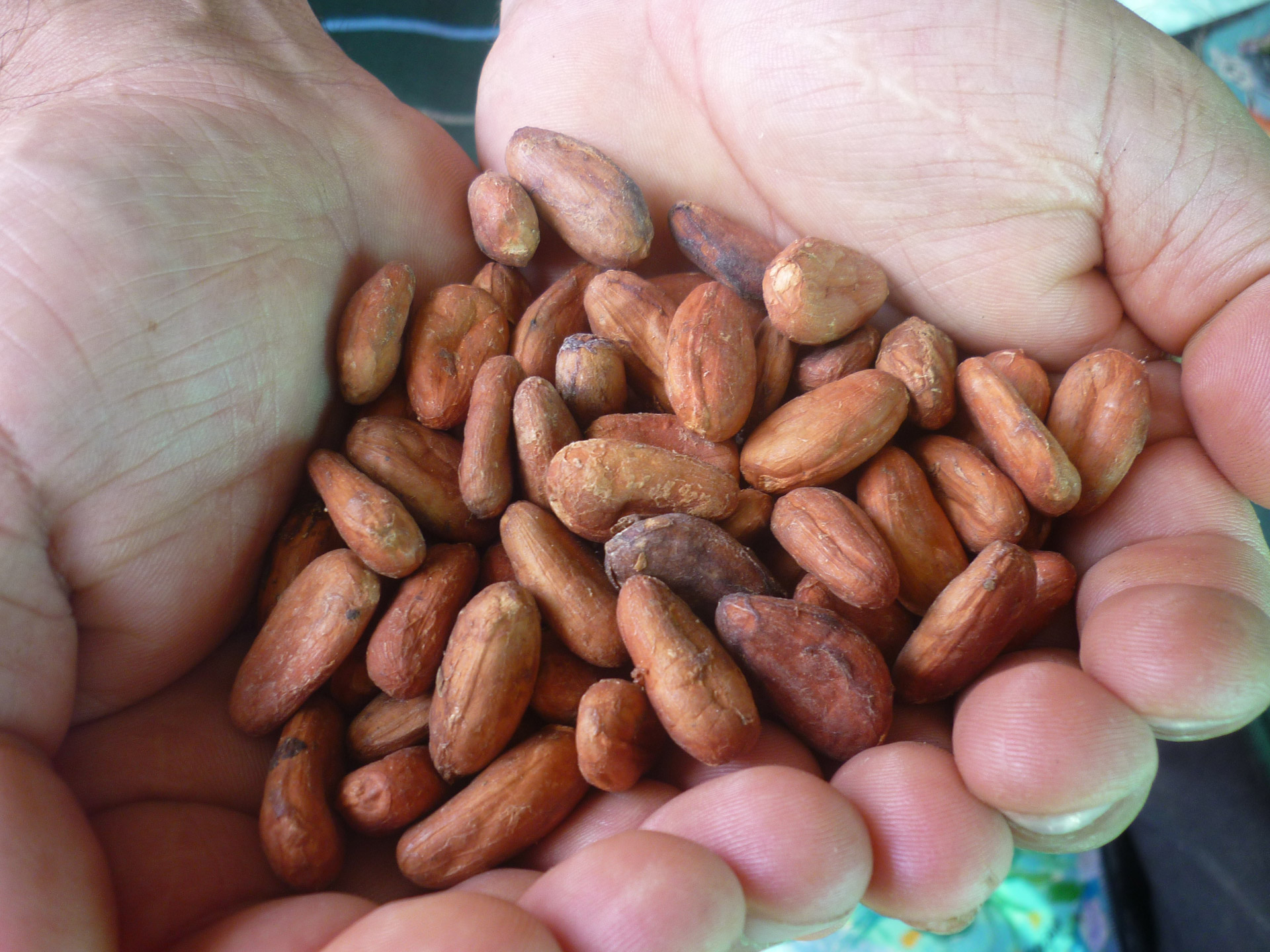 cocoa beans grains free photo