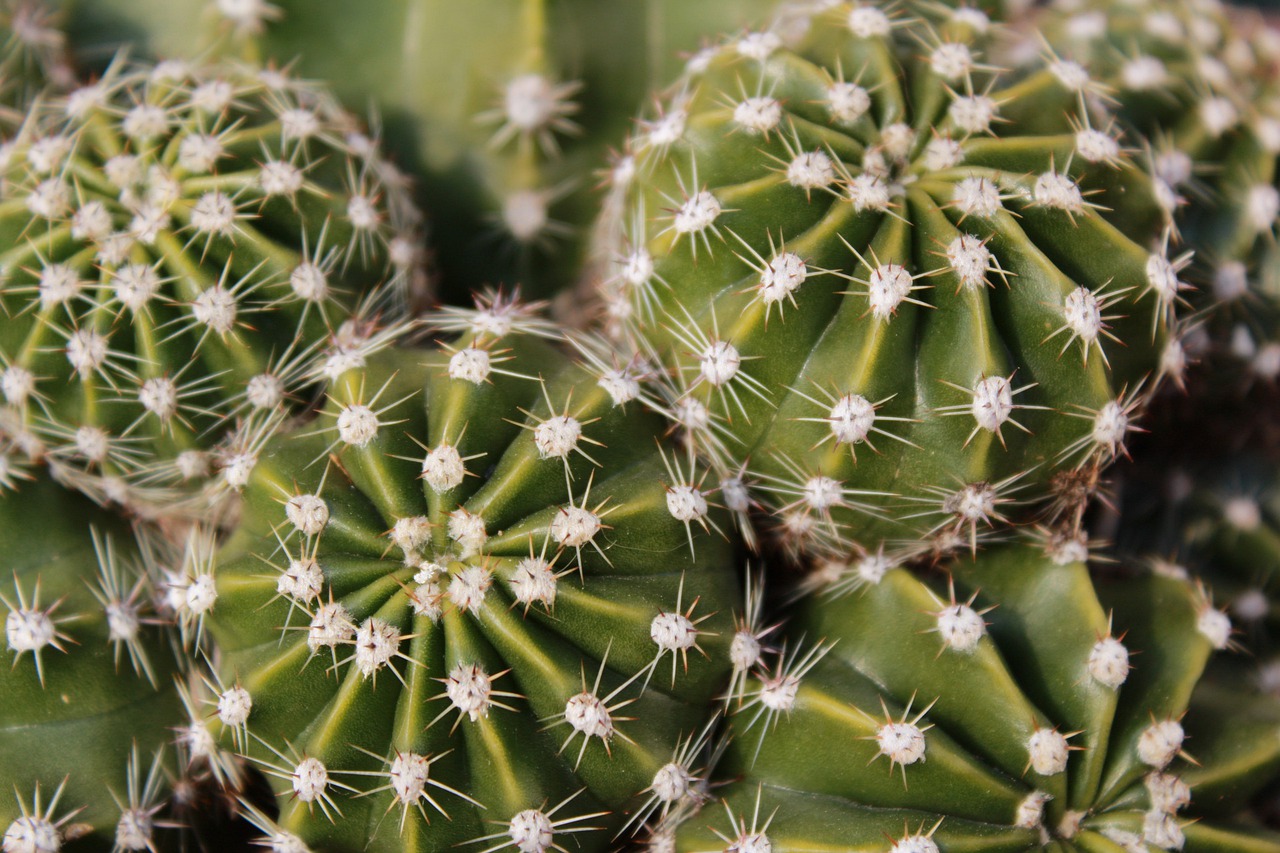 cactaceae thorny more acute free photo