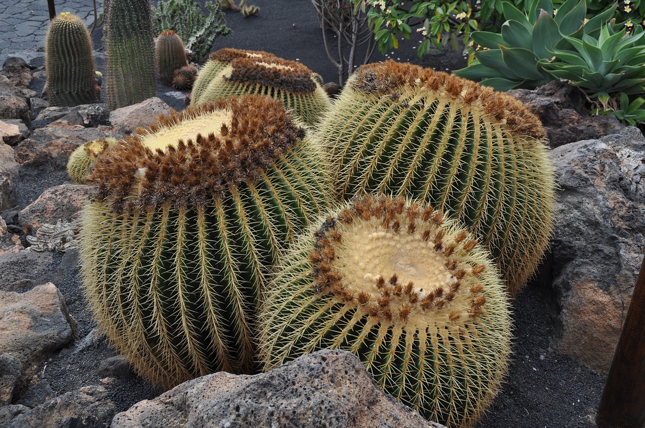 cactaceae  desert  nature free photo