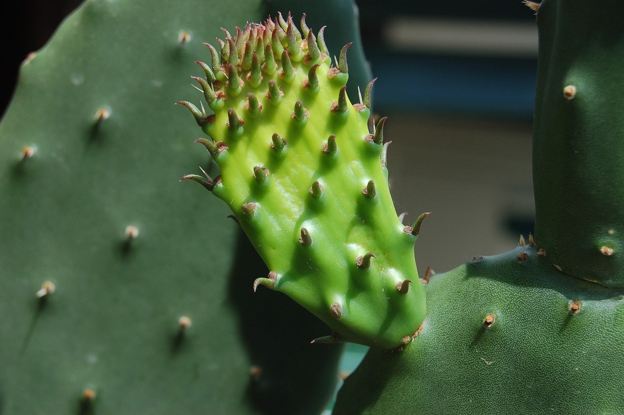 cactaceae  succulent plants  thorny free photo