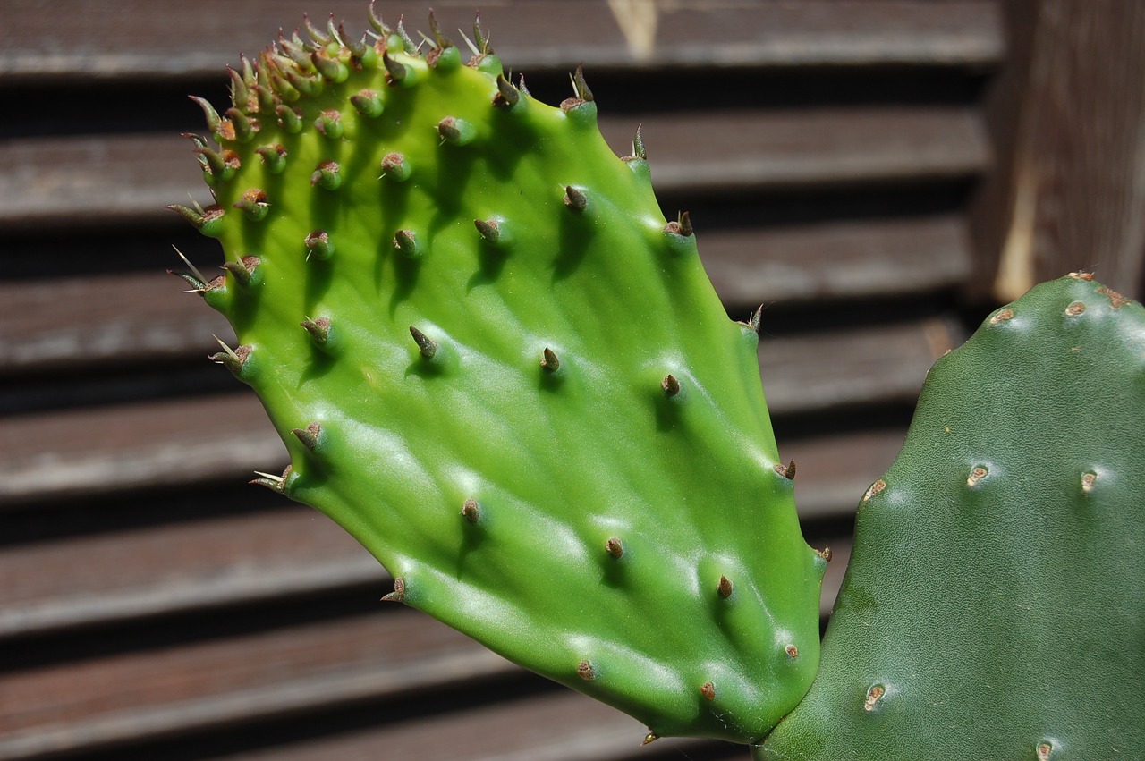 cactaceae  succulent plants  thorny free photo