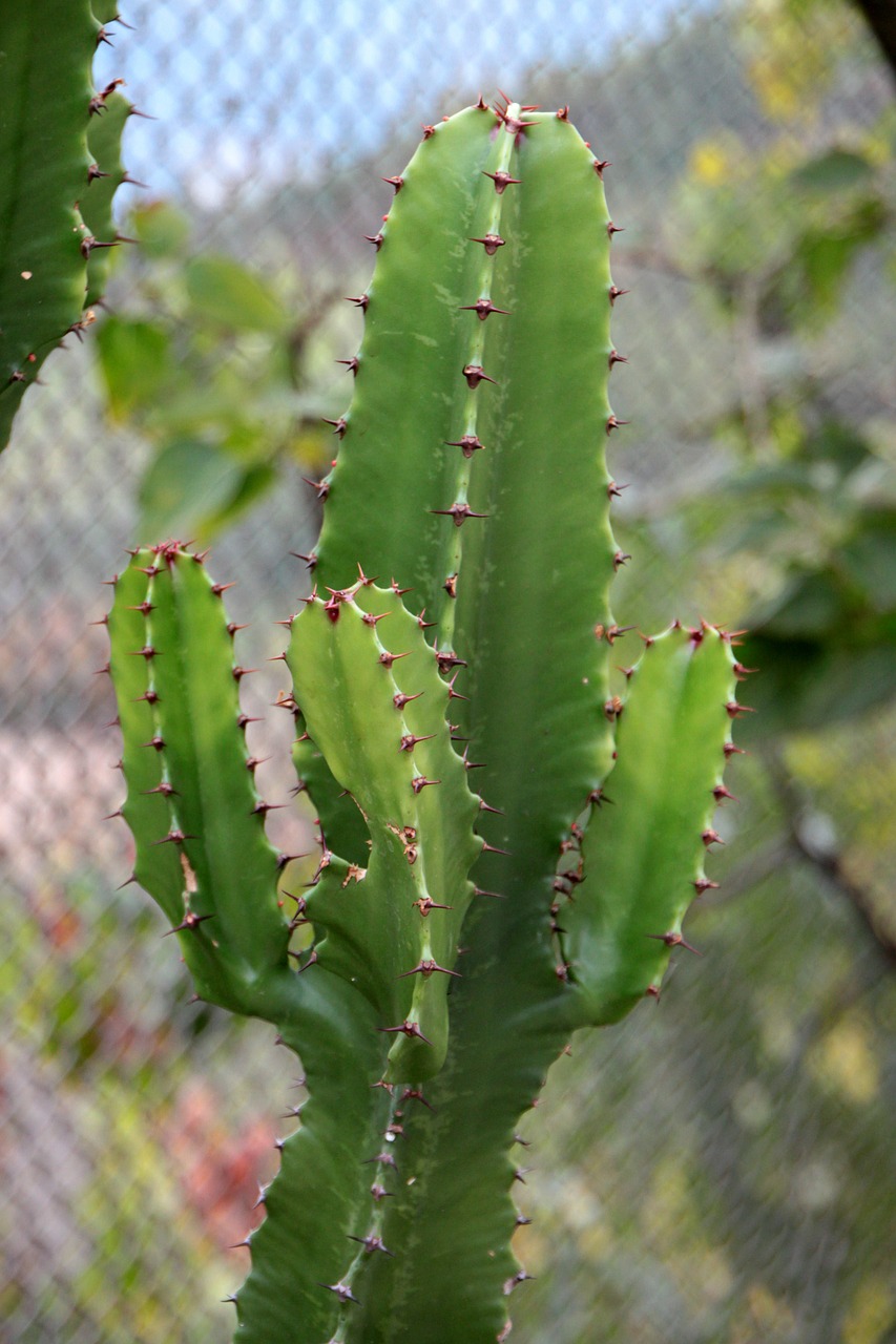 cactaceae cactus container free photo