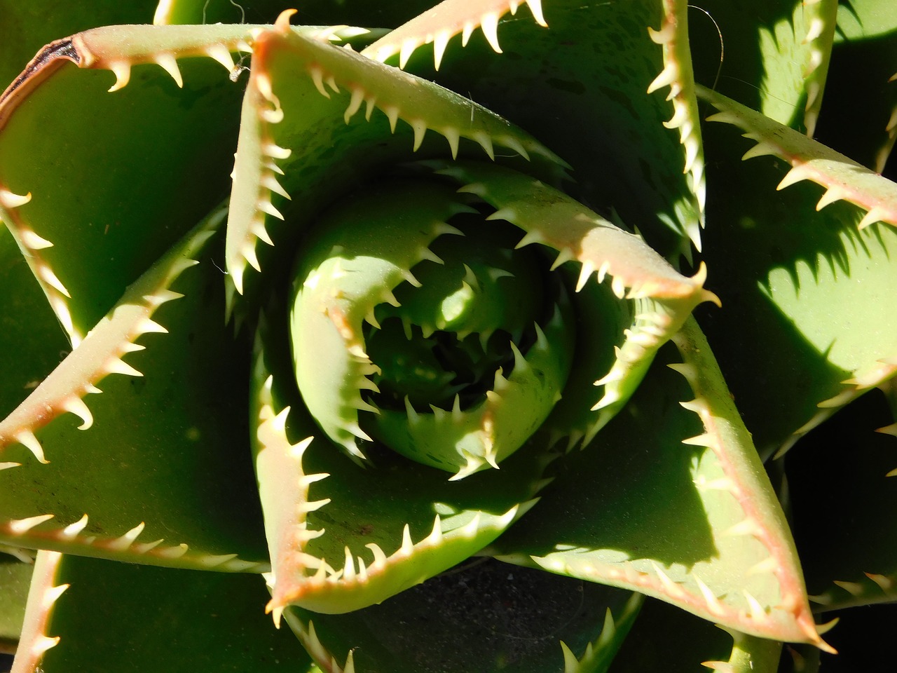 cactae cactus plant free photo